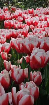 A sea of red and white tulips, like the endless ocean in springtime Stock Photos
