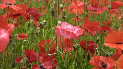 A sea of red poppies swaying in the Spring sunshine Stock Footage