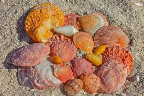 Sea red shells on the sand beach Stock Photos