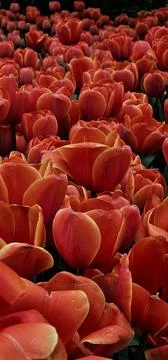 A sea of red tulips, closeup, many blooming flowers Stock Photos