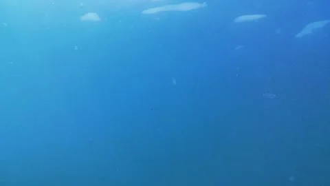 Sea, reef fish. 스톡 동영상 339759746