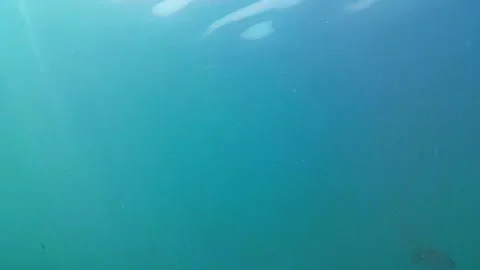 Sea, reef fish 動画素材 339759748