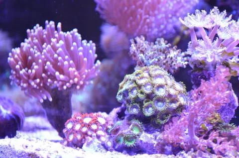Sea reef Foto stock