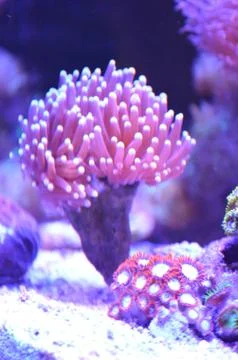 Sea reef_1 Foto stock