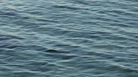 Sea ripples and light waves with clear water and marine inhabitants Stock Footage 147028224