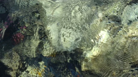 Sea ripples and light waves with clear water and marine inhabitants Stock Footage 147028267