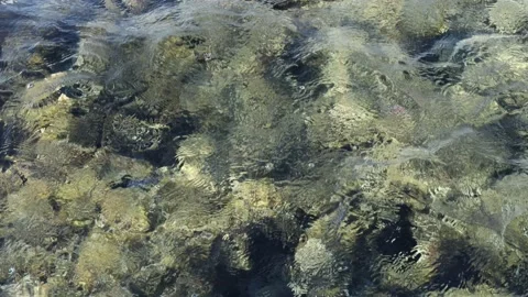 Sea ripples and light waves with clear water and marine inhabitants Stock Footage 147029165