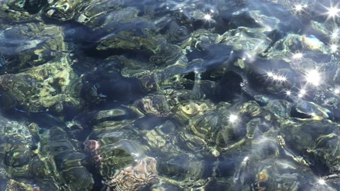 Sea ripples and light waves with clear water and marine inhabitants Stock Footage 147029387