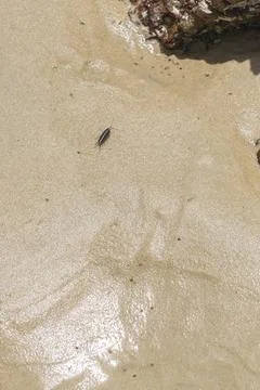 The sea Roach bug or sea slater (sea louse) on rough stone background by the Stock Photos