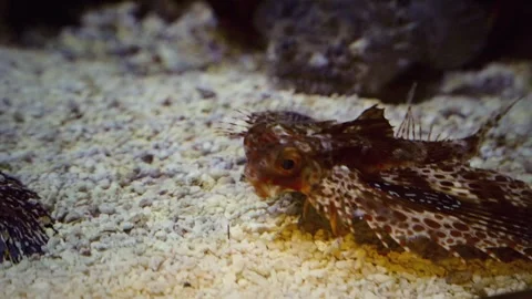 Sea robin rotating and displaying full body in aquarium tank close up 動画素材 332722662