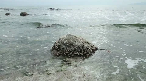Sea rock 動画素材 10685144