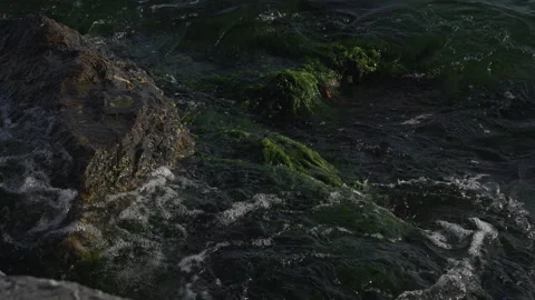 Sea rocks and tree Stock-Footage 311530182