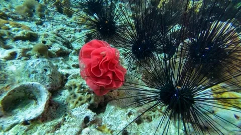 Sea Rose, Eggs Of A Spanish Dancer Nudibranch Clip8577 Video stock 243720943