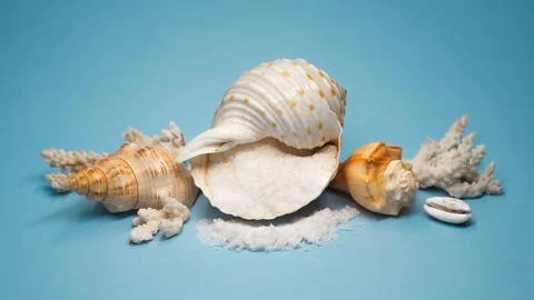 Sea Salt Spill In Conch Shell Still Life On Blue Background, Studio Stock Photos