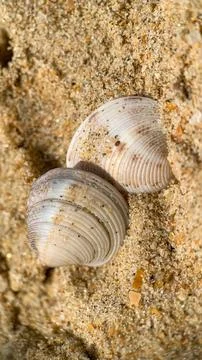 Sea sand and two shells on a summer day Stock Photos