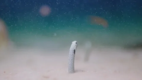 Sea sand eel , close-up shots of the diversity of aquatic fauna . concept ecolog 스톡 동영상 171788771