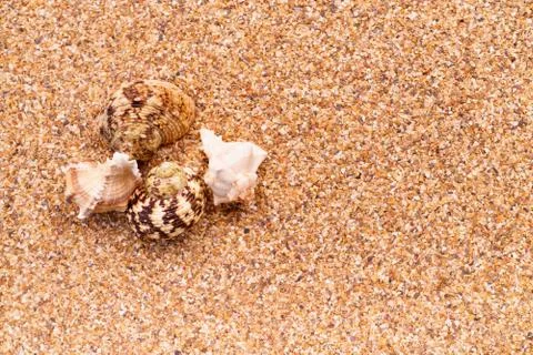 Sea sand with seashells as background, space for text. Stock Illustration