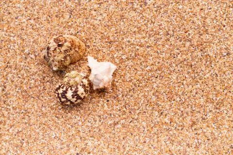 Sea sand with seashells as background, space for text. Stock Illustration