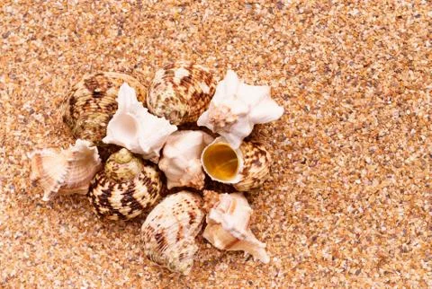Sea sand with seashells as background, space for text. Stock Illustration