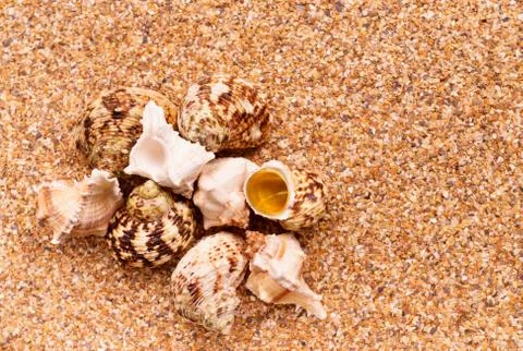 Sea sand with seashells as background, space for text. Stock Illustration
