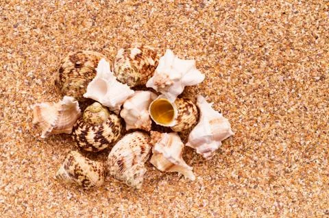 Sea sand with seashells as background, space for text. Stock Illustration