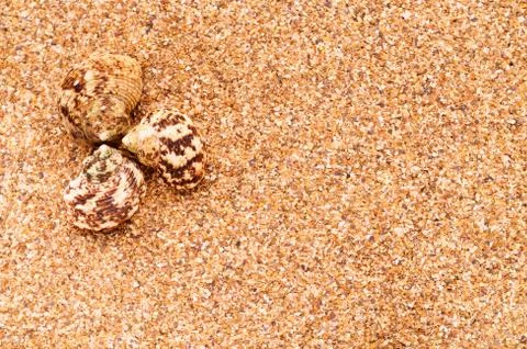 Sea sand with seashells as background, space for text. Stock Illustration