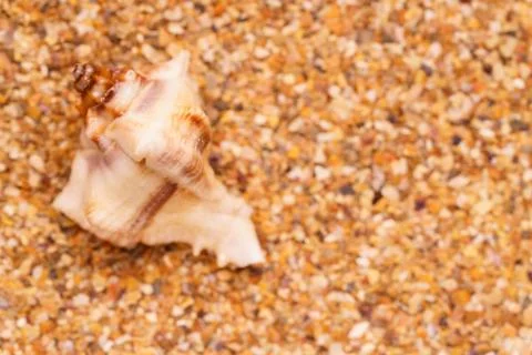 Sea sand with seashells as background, space for text. Stock Illustration