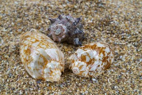 Sea sand with seashells as background, space for text. Stock Illustration