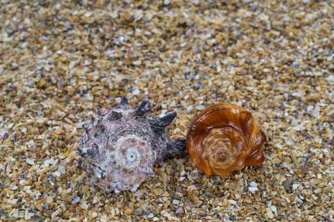 Sea sand with seashells as background, space for text. Stock Illustration