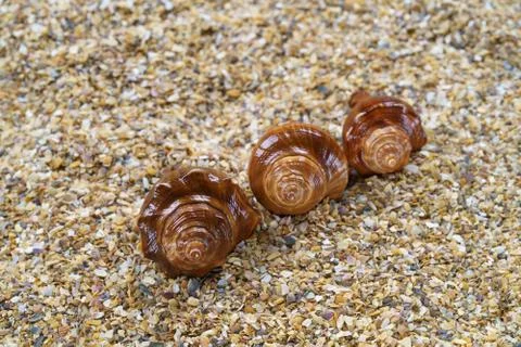 Sea sand with seashells as background, space for text. Stock Illustration