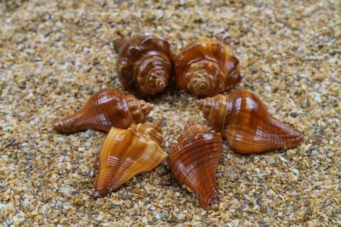 Sea sand with seashells as background, space for text. Stock Illustration