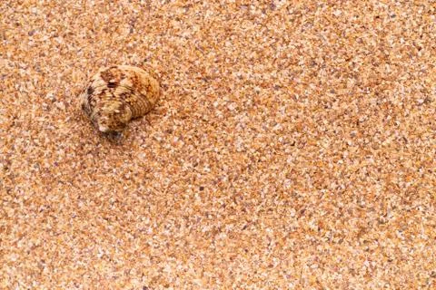 Sea sand with seashells as background, space for text. Stock Illustration