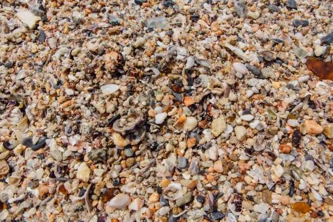 Sea sand texture made of shell and stone pieces. Stock Photos