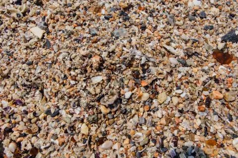 Sea sand texture made of shell and stone pieces. Stock Photos