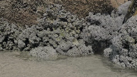 The sea sandy shore with splashes of waves on the rocks. Stock Footage 86227865