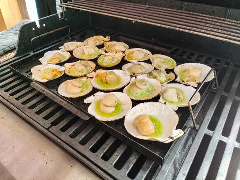 Sea scallops in shells are grilled on the grill Stock Photos