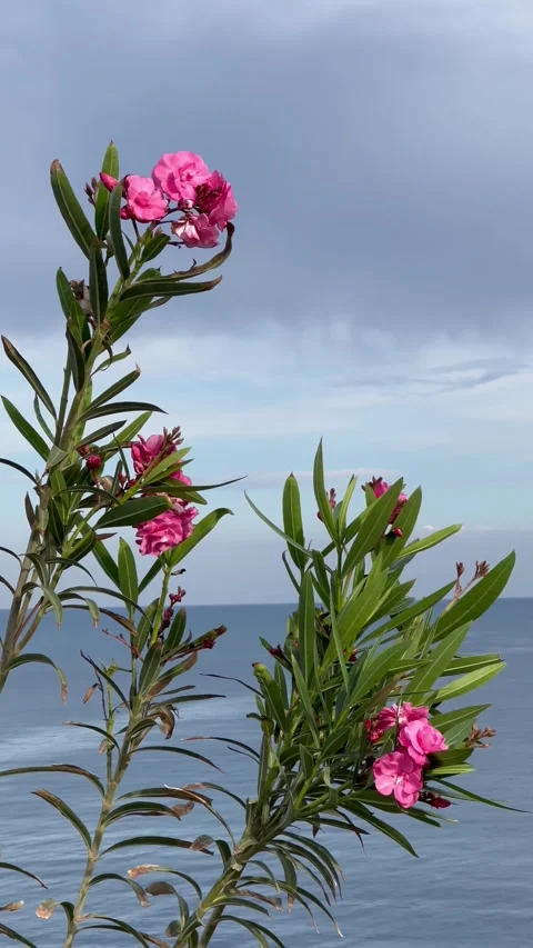 Sea scenery with oleander flowers Stock Footage 337043355