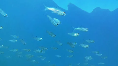Sea, school fish Vídeo Stock 338243498