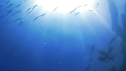 Sea, school fish, sun rays, bubbles Stock Footage 339787292