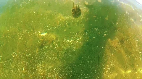 Sea, seabed, jellyfish Video stock 337904020