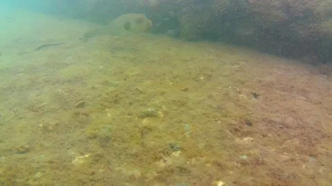 Sea, seabed, rocks, pufferfish 스톡 동영상 342000792