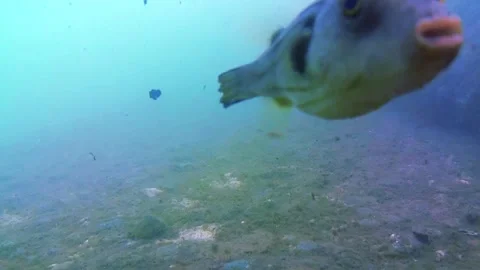 Sea, seabed, rocks, pufferfish 스톡 동영상 342000794