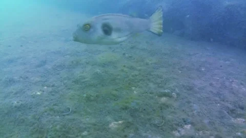 Sea, seabed, rocks, pufferfish Video stock 342000798