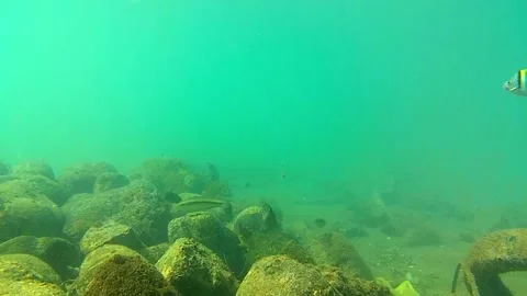 Sea, seabed, rocks, school fish, tropical fish Stock-Footage 338188420