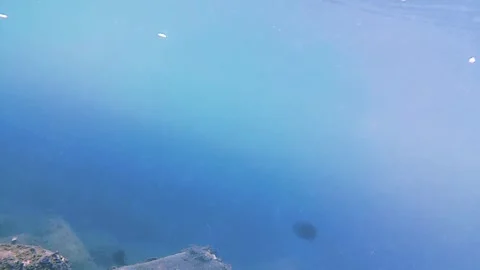 Sea, seabed, school fish, rocks. Feeding tropical fish in their natural habitat. 動画素材 343292747