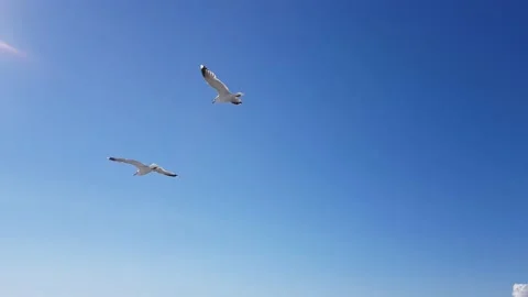 Sea ​​seagull bird Stock Footage 147442513