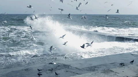 Sea with seagulls. High quality and resolution Stock Footage 44246700