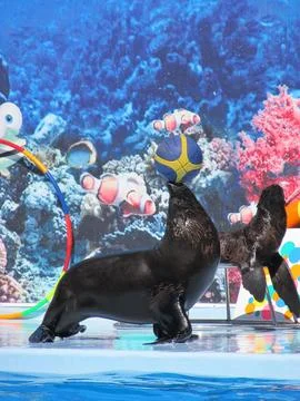 Sea seal playing with blue ball in the dolphinarium Dolphinarium Oscar Kiri.. Stock Photos