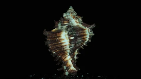 Sea shell 1, rotation Video stock 134920955