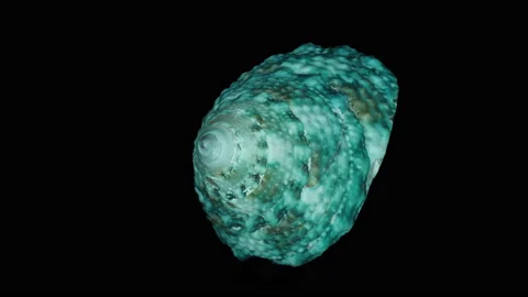 Sea shell 7, rotation, part1 Video stock 134920713